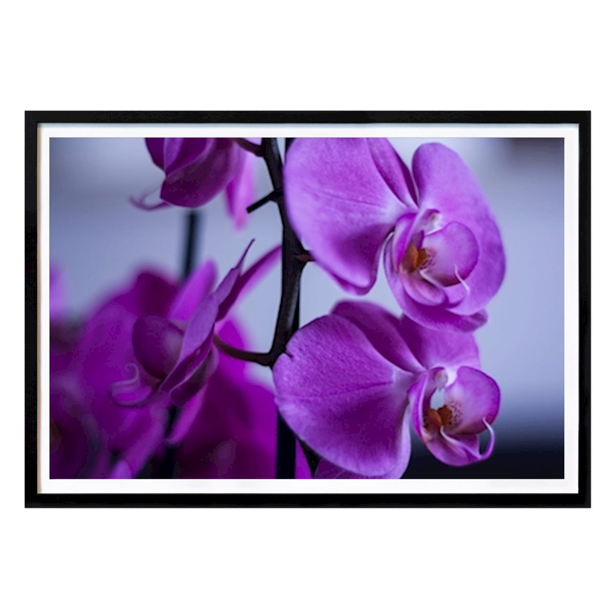 Botaniske Plakat: Orkidé av Siw Linda Svendsen