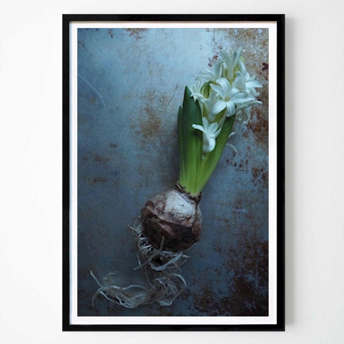 Botanisk Poster: Hyacint i blått av Milla Ek