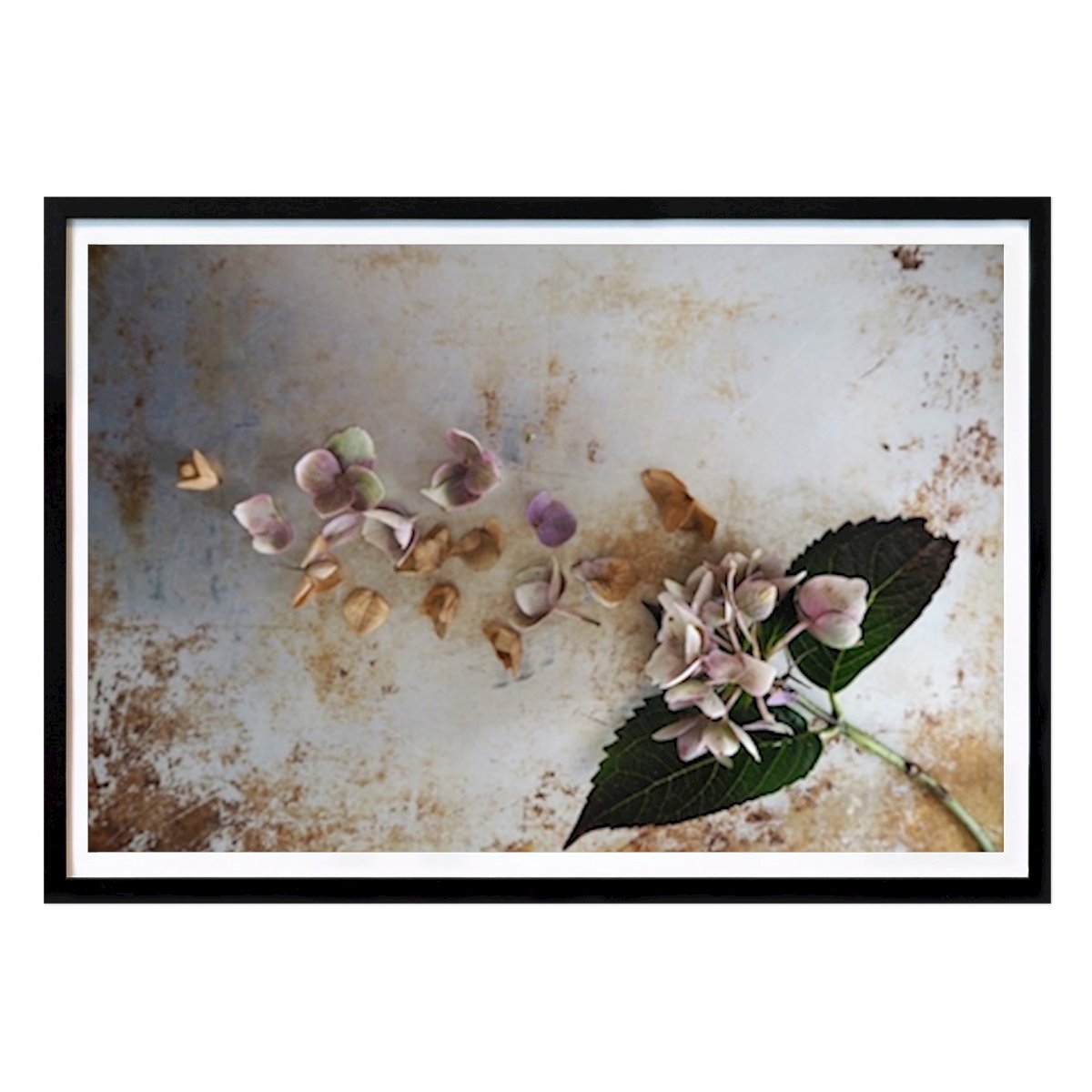Botanisk Poster: Fading beauty 2 av Milla Ek