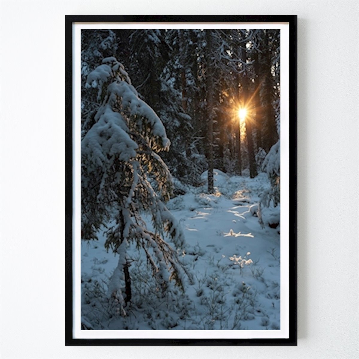 Natur Poster: Wintersonne von Fredrik koljonen