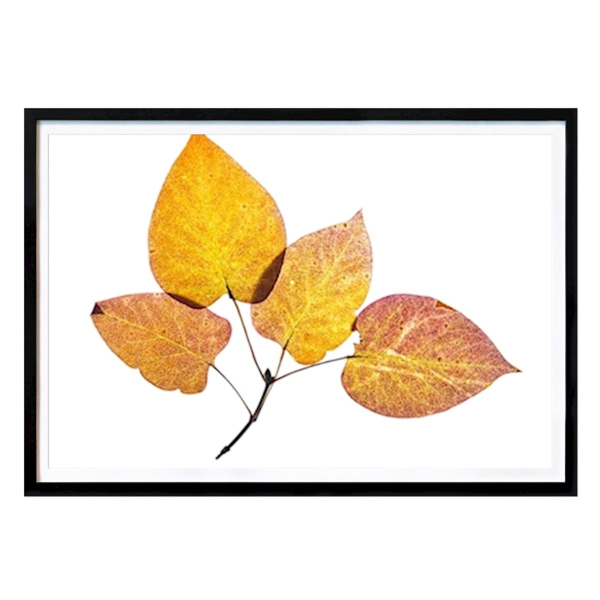 Kuchnie Plakat: Liść autorstwa Harald Hespe