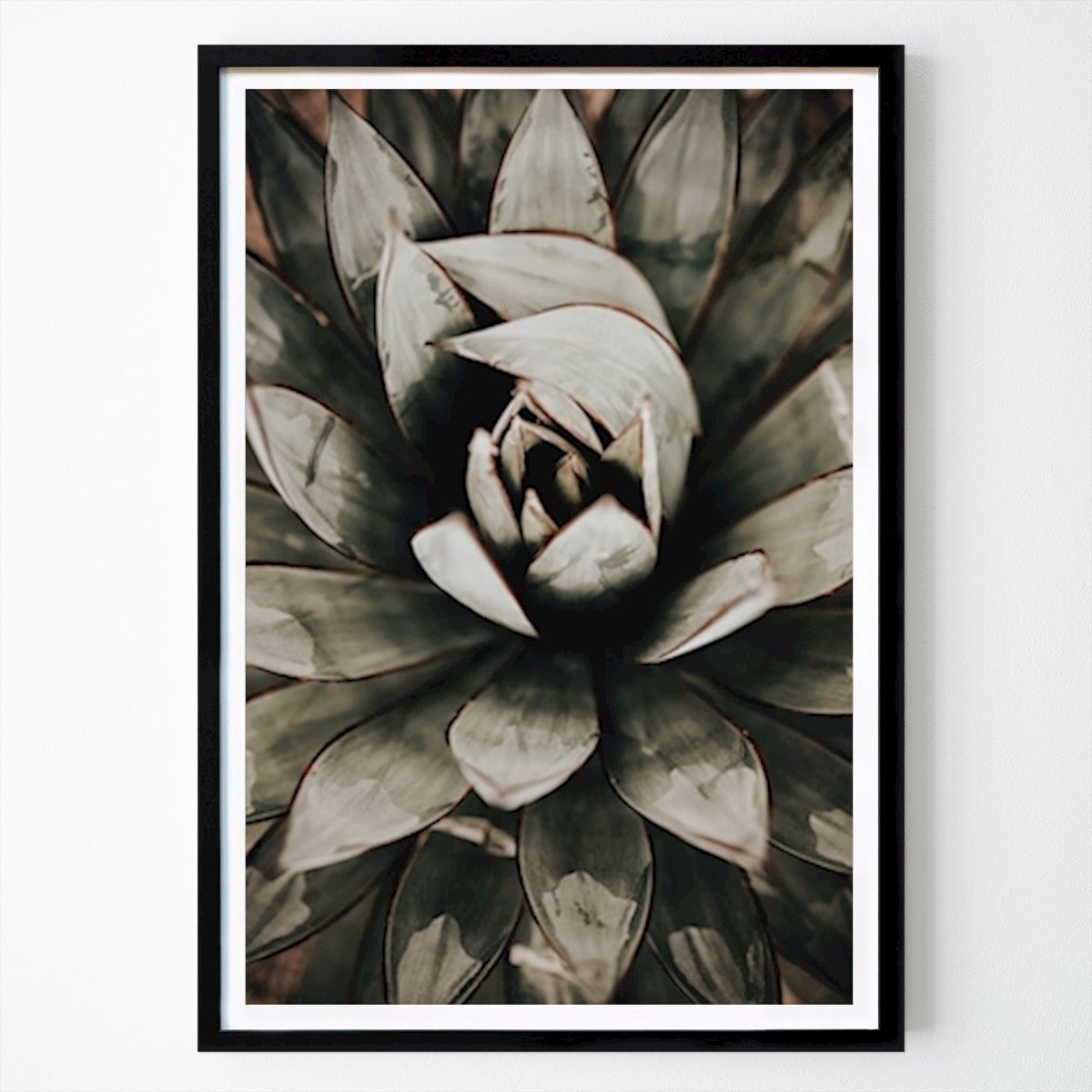 Flores & Plantas Poster: SUCKULENT de Rebecka Wendesten