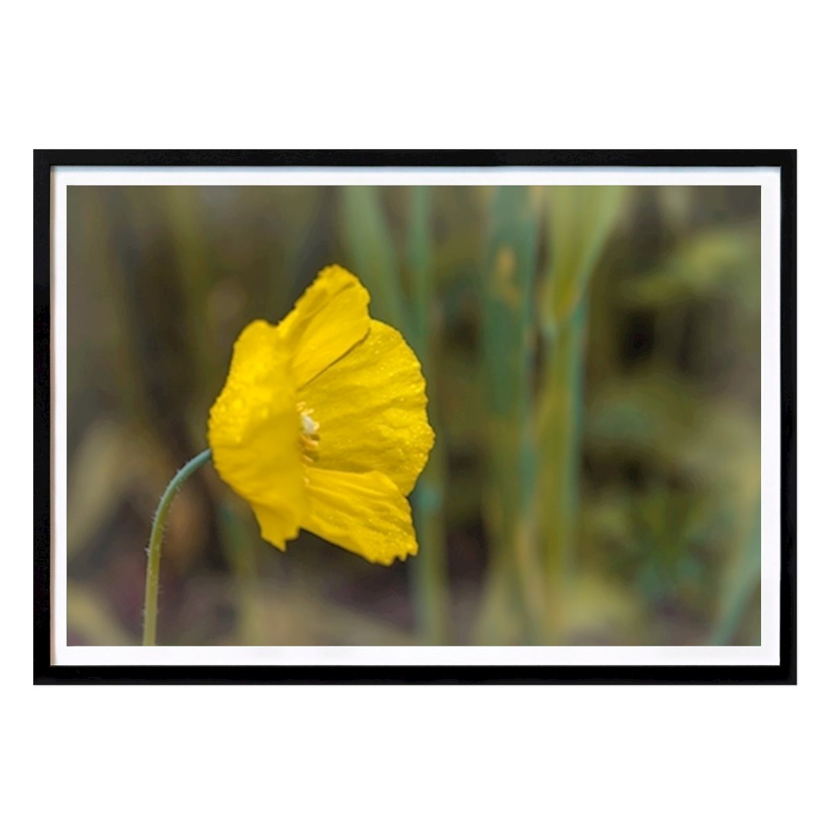 Natur Poster: Lonely beautiful flower av Nihayet Marof