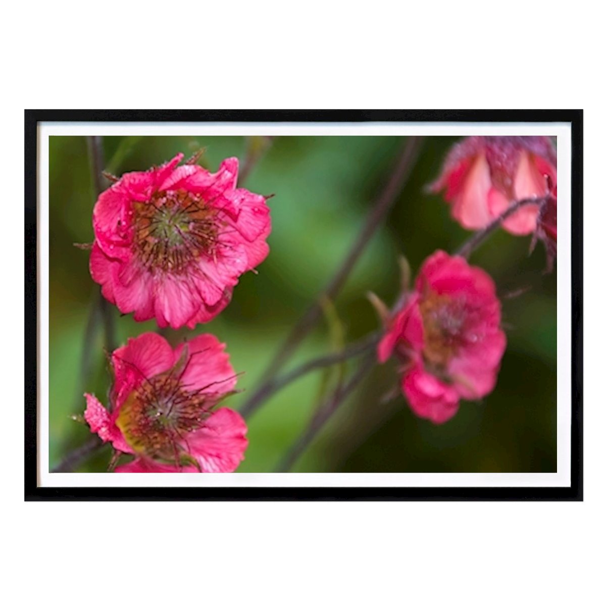 Natur Poster: Beautiful flower av Nihayet Marof