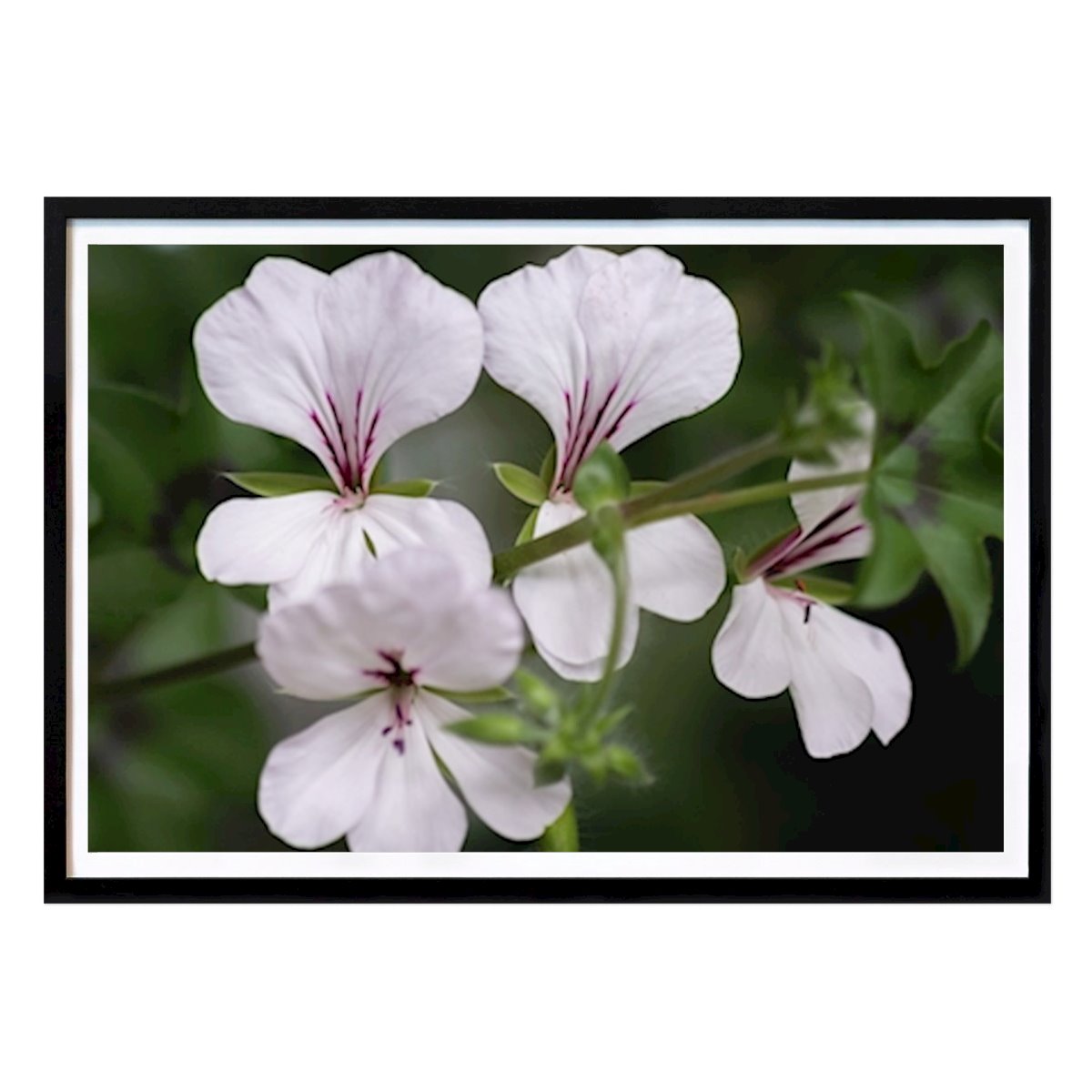 Fiori & Piante Poster: Hängpelargon di Lilian Lundin