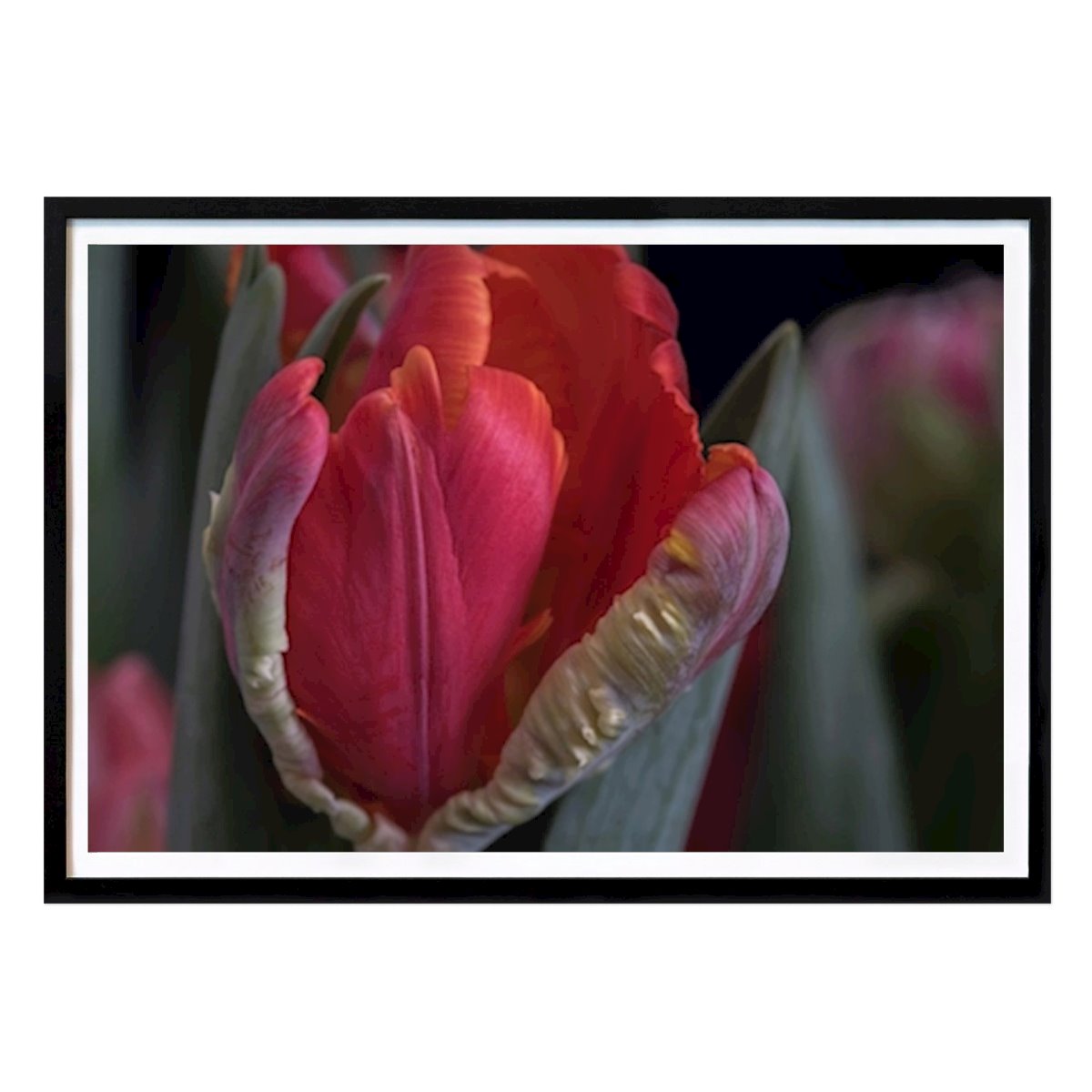 Botanical Poster: Parrot tulip by Lilian Lundin