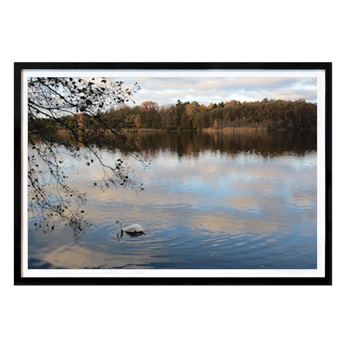 Stoccolma Poster: Cigno nel lago di Stina Elisabeth