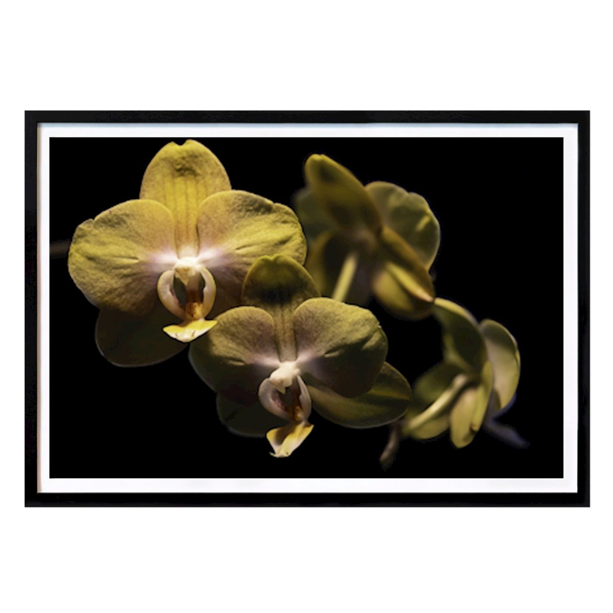 Botanisk Poster: Orkide blomma av Jonas Holm