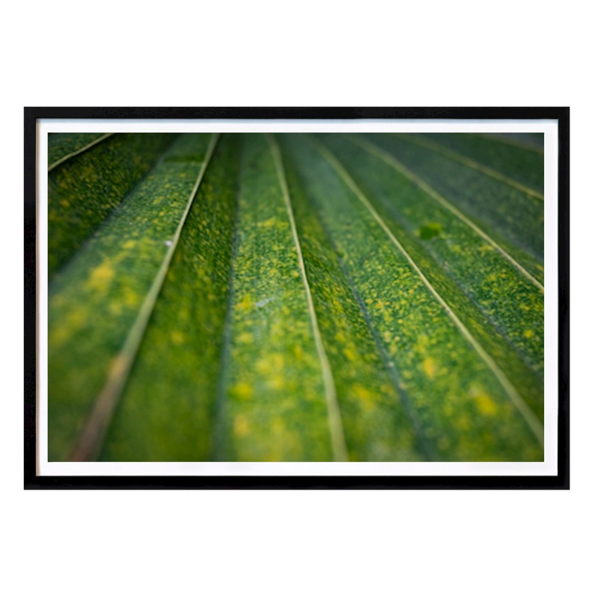 Abstracto Póster: Chlorophyll Fields Forever de Claudia V