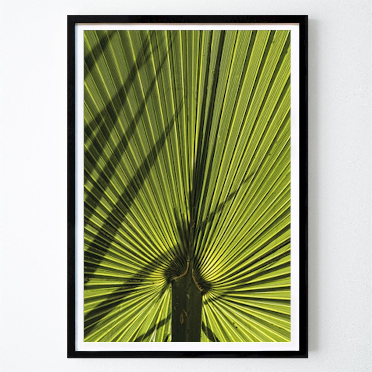Botanisch Poster: Palm leaf van Carl Åhrberg