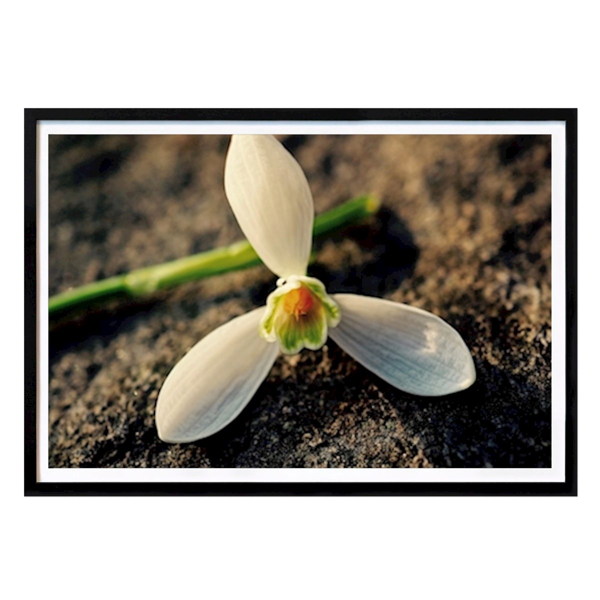 Kvety & Rastliny Plagát: Odpočívajúca snežienka od Susanne Hernqvist