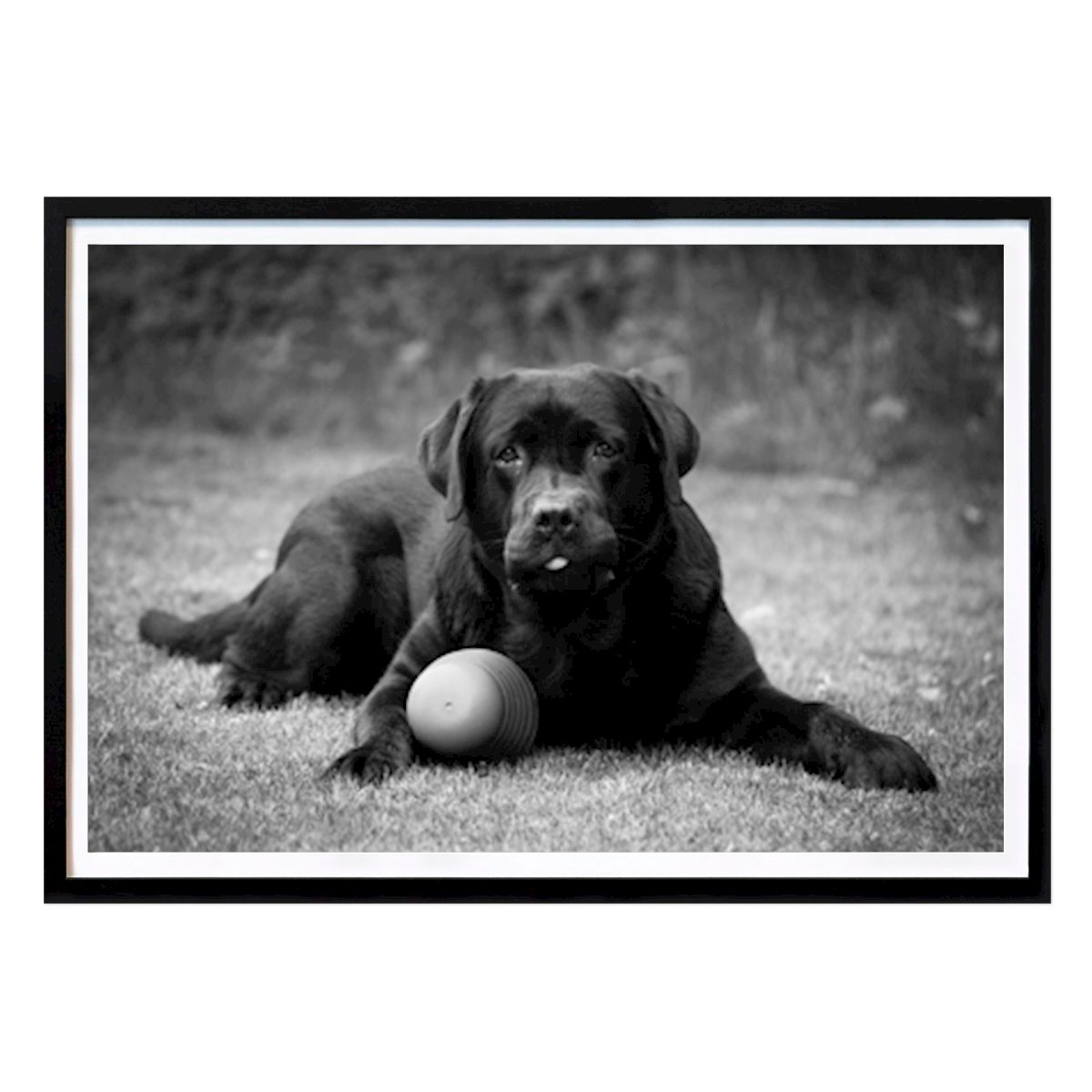 Tier Poster: Labrador Teddybär mit Spielzeug von Tom Schenström
