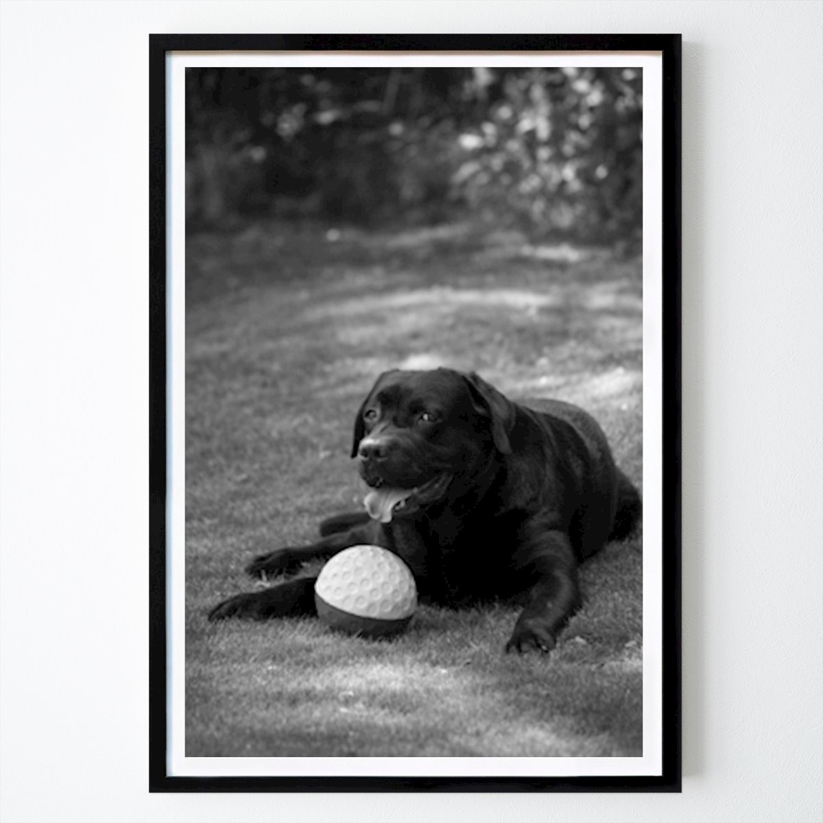 Tier Poster: Labrador Teddy mit Ball von Tom Schenström