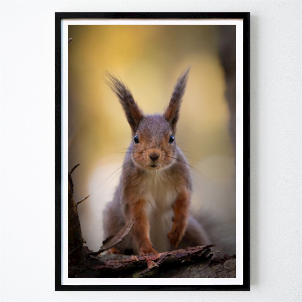 Nature Affiche: Ekorren par Dan Branting