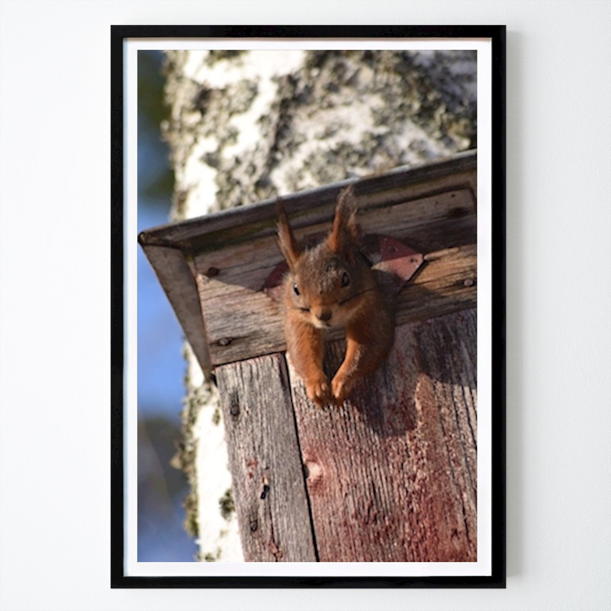 Animal Póster: Ardilla en su nido de Anneli Eriksson Sundberg