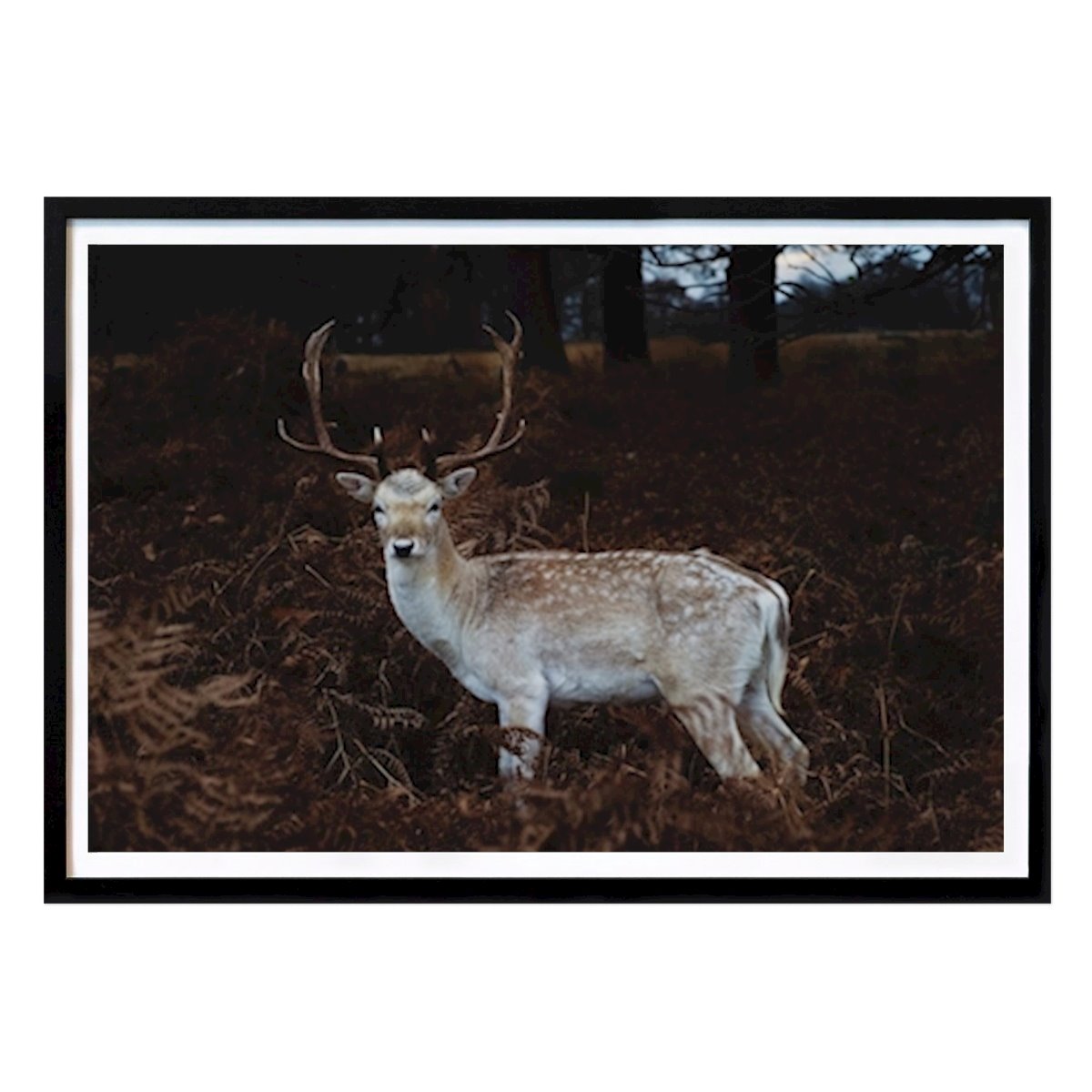 Dyr Plakat: Lys i mørket. av Lene Løkkås