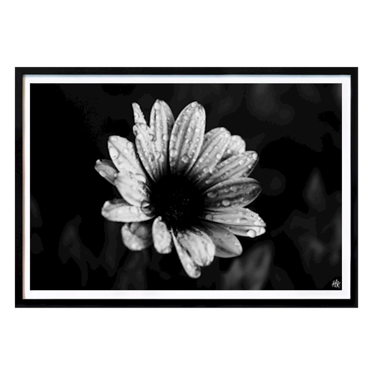 Svartvit Poster: Svartvit blomma av Helena Wilhelmsson