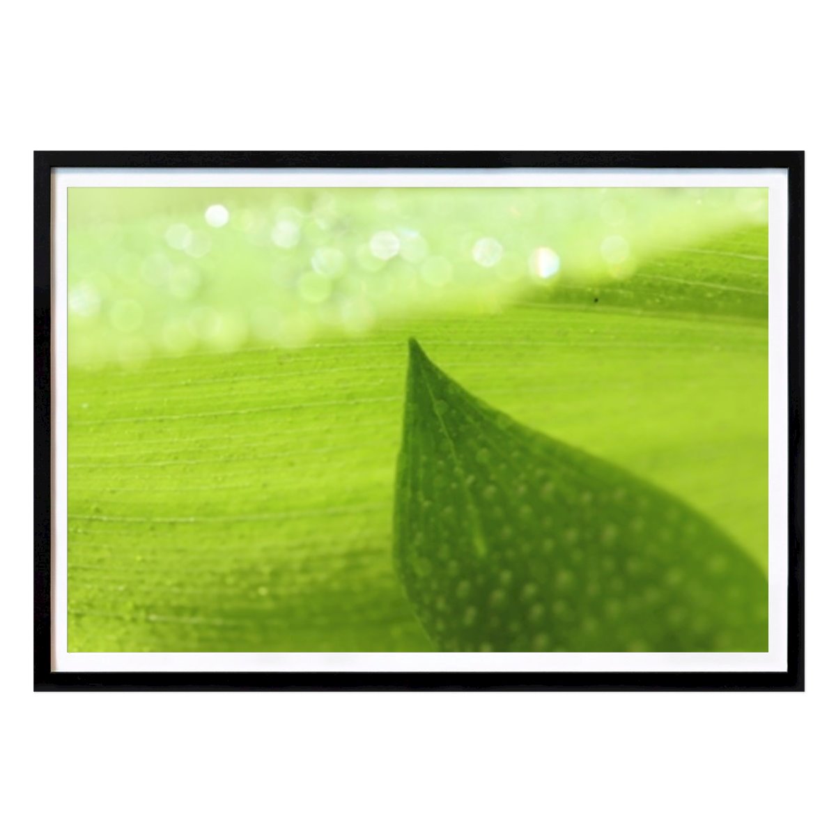 Fotokonst Poster: Green harmony av Tatjana Susan Ekstø