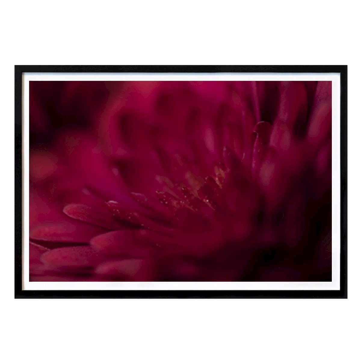 Nature Poster: Unknown flower by Linn