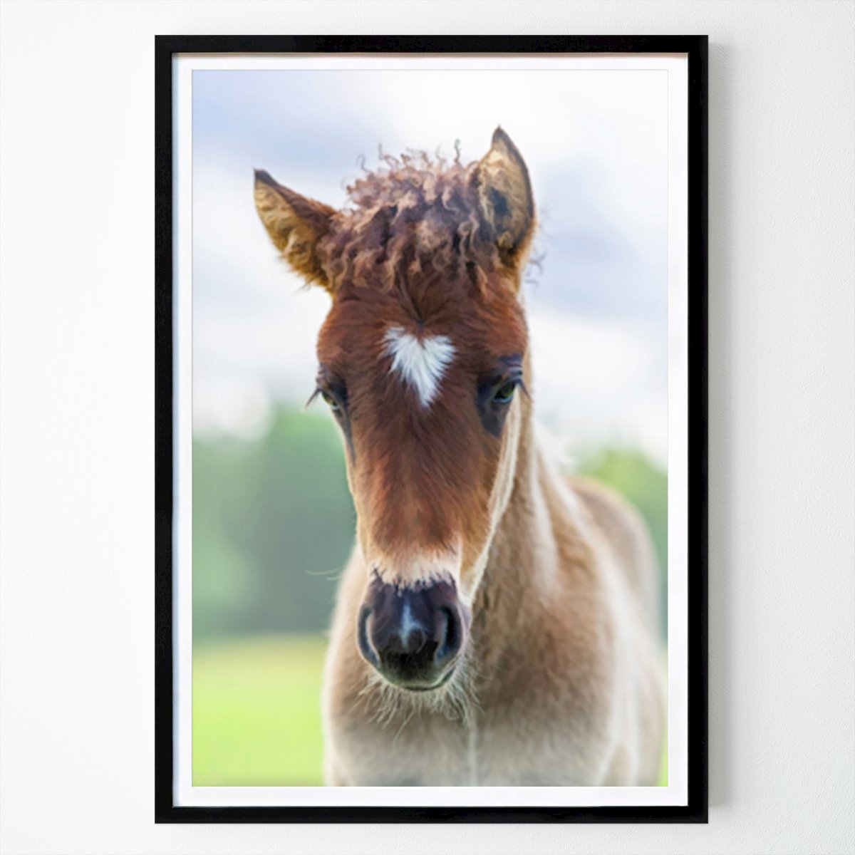 Places & Cities Poster: Cute icelandic horse foal by Magnus Binnerstam
