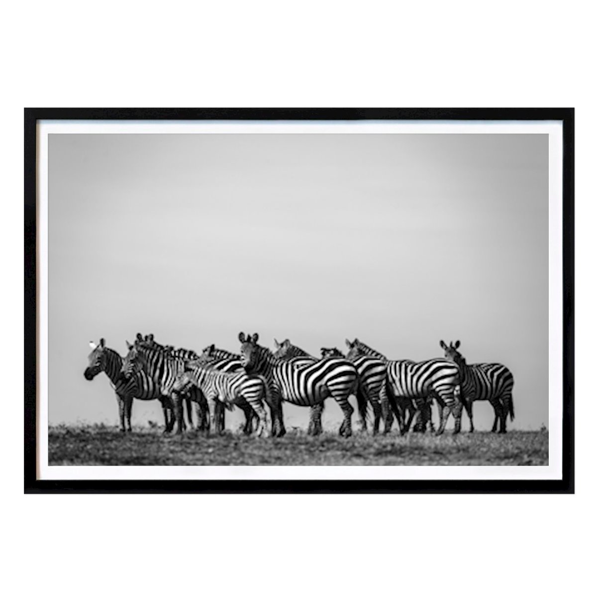 Schwarz-Weiß Poster: Zebras in der Savanne von Mikael Lindberg