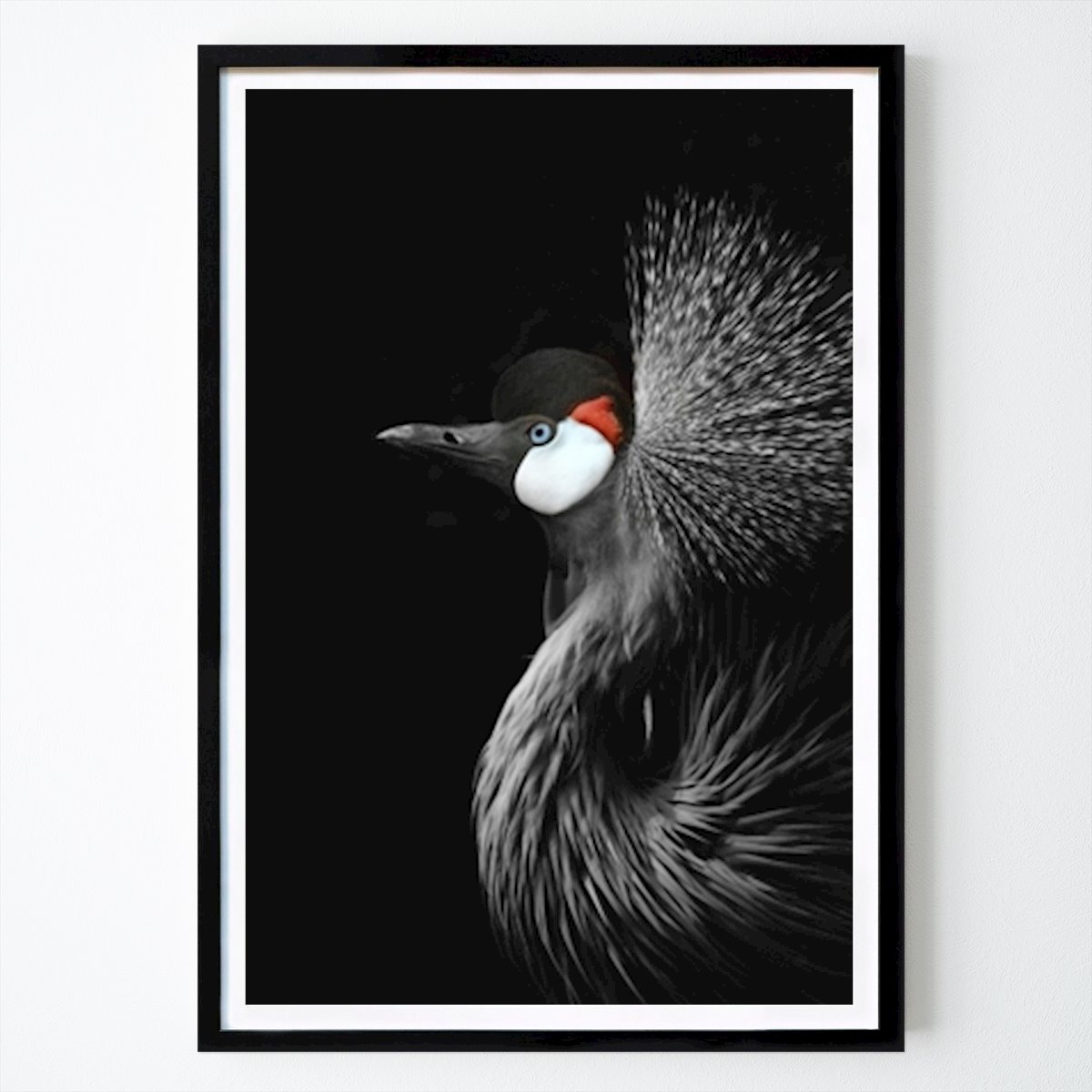 Természet Poszter: Black Crowned Crane Monika Strigel által