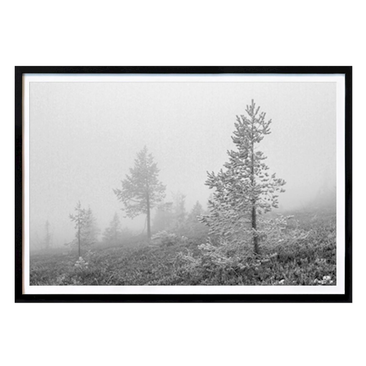 Nature Poster: TRUE PINES by Peter Sjöquist