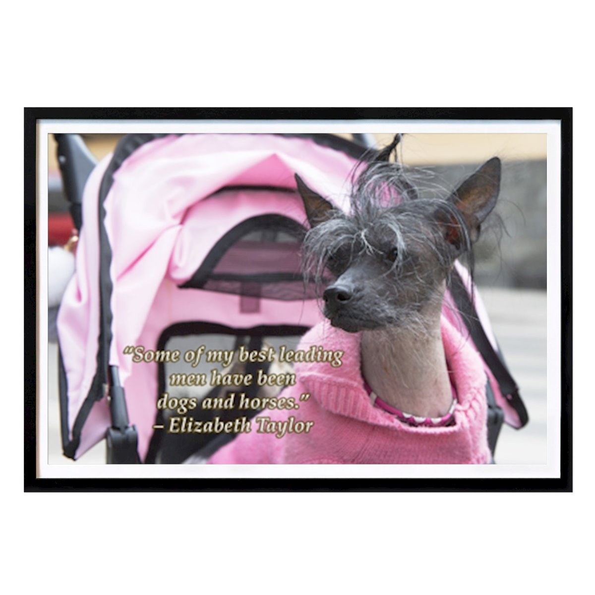 Citat & Text Poster: Kinesisk nakenhund - Mode av Patric Lindén