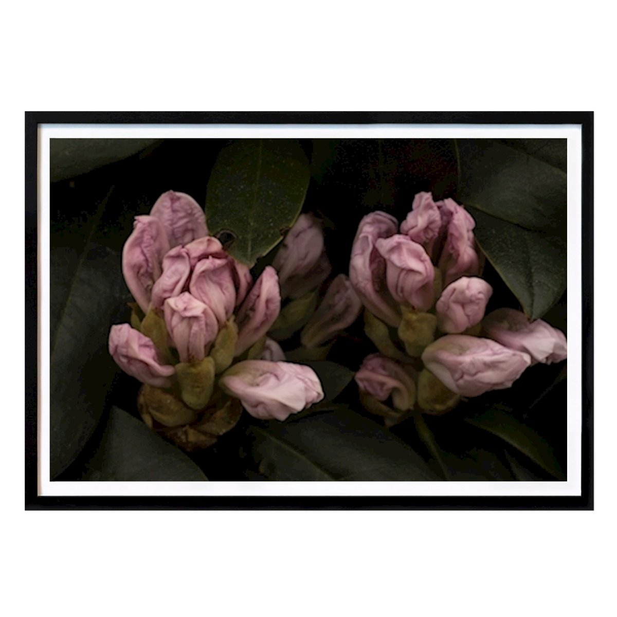 Květiny & Rostliny Plakát: Rododendron od Maria Emilsson