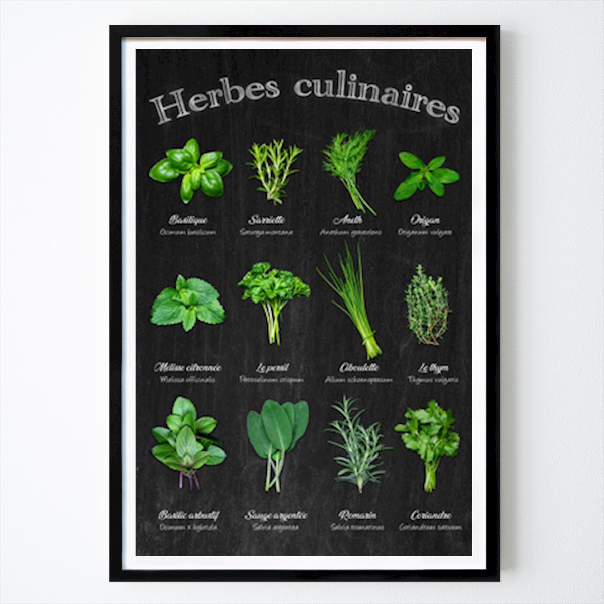 Kitchen Poster: French Herb Garden by Thomas Klee