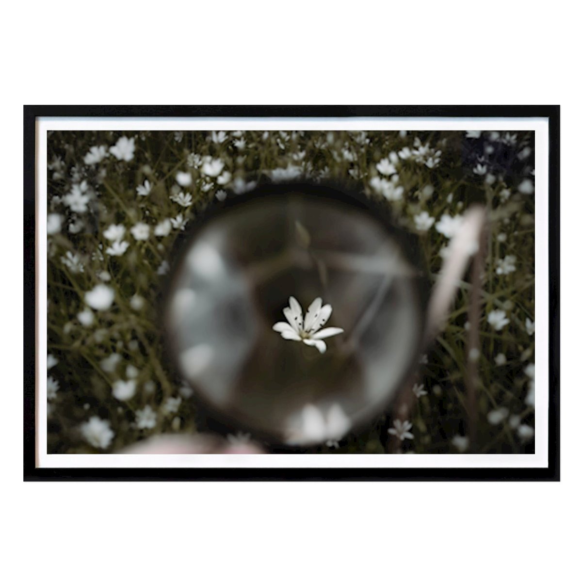 Natur Poster: Blume im Vergrößerungsglas von Nora Alexa Aurstad