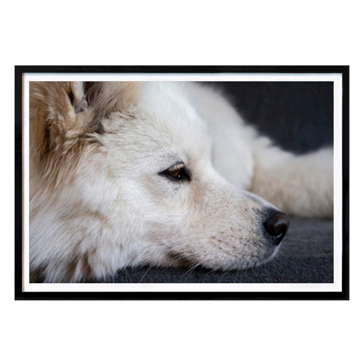 Zwierzę Plakat: Samoyed, like a white wolf autorstwa Jakobsson Nordin