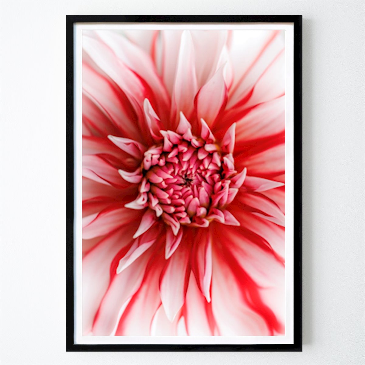 Botanical Poster: Dahlia Santa Claus in closeup. by Bertil Jonsson