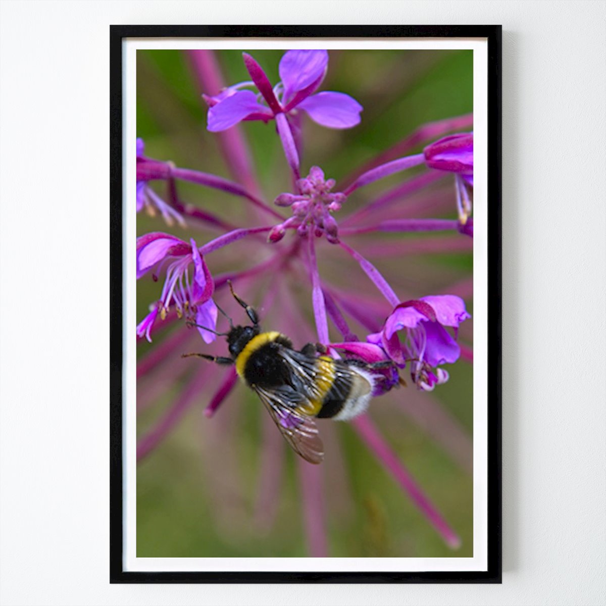 Städte & Länder Poster: Drohne auf Blume von Gerrit-Jan Woutersen