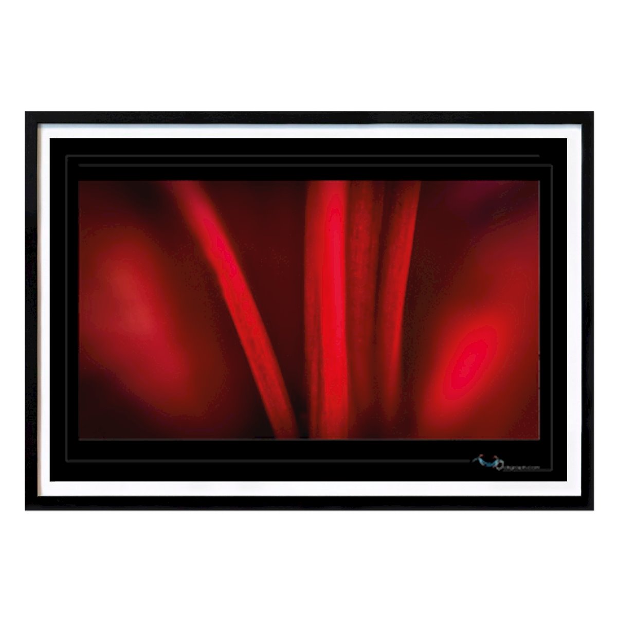 Fleurs & Plantes Affiche: Se rendre au centre d’une Amaryllis par Henri LEROY