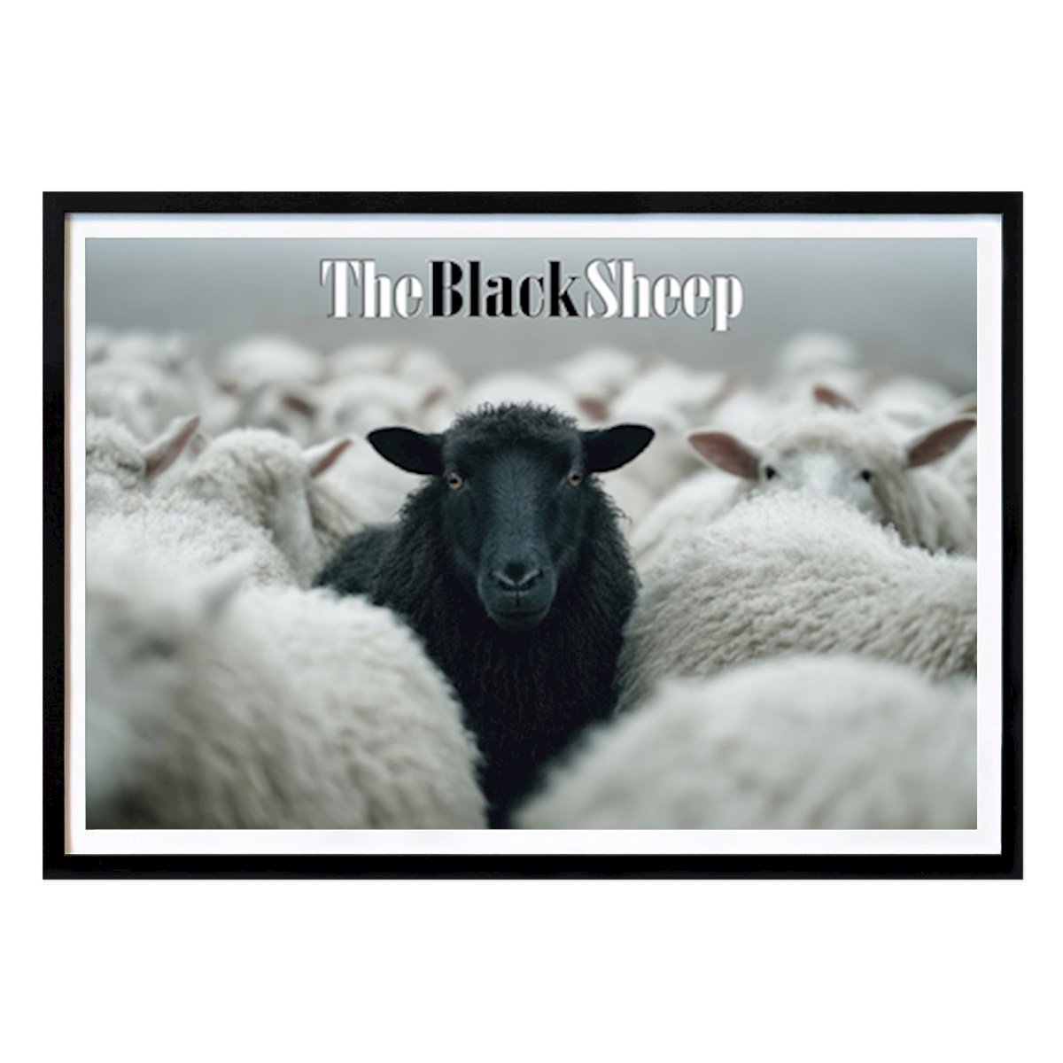 Places & Cities Poster: The Black Sheep: Standing Out In A Sea Of White by Mats Björk