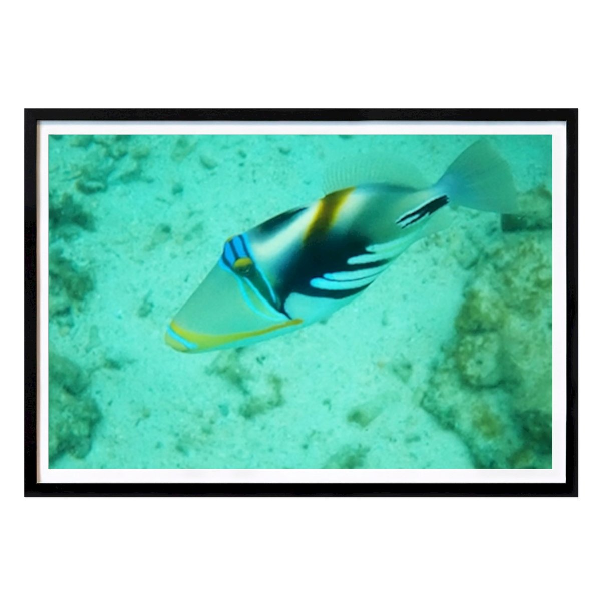 Animal Affiche: Beauté sous-marine colorée : Le majestueux poisson-balai par Johanna Dias Saraiva