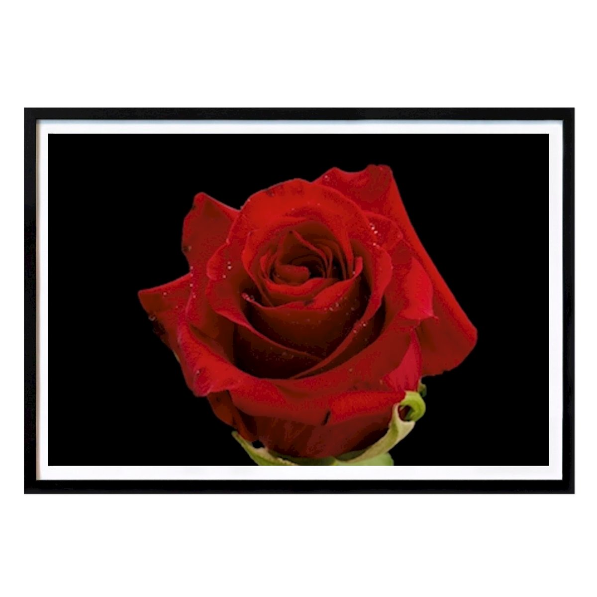 Blumen & Pflanzen Poster: Rote Rose von Robin Granberg