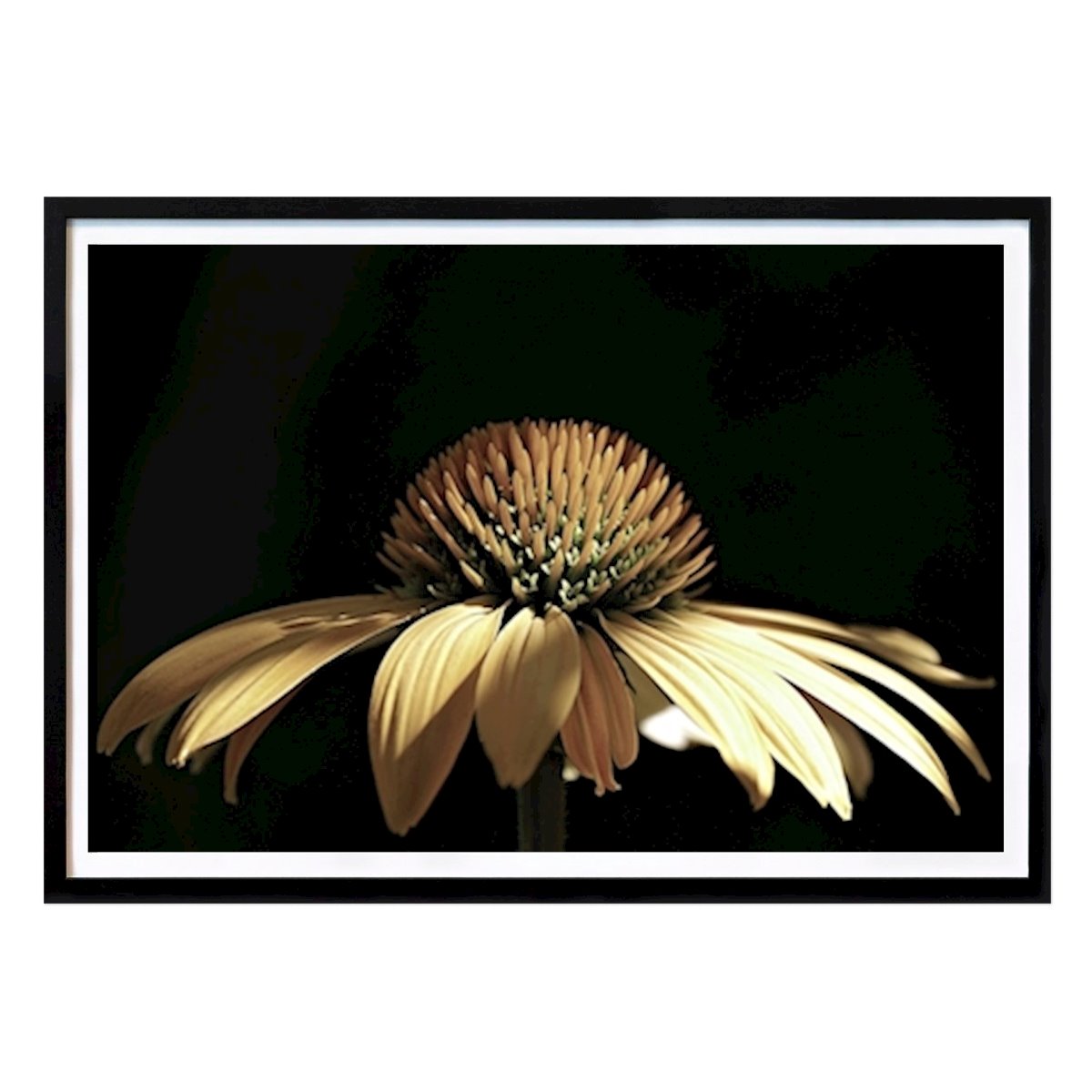 Virágok & Növények Poszter: Echinacea Dirk Fleischmann ( niphisi ) által