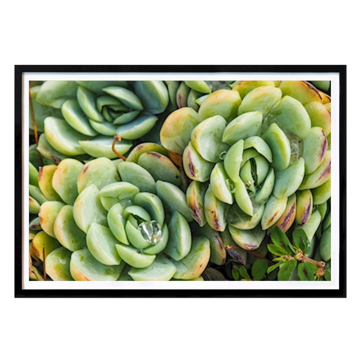 Botanisk Poster: Suckulent av Mala Labeyrie