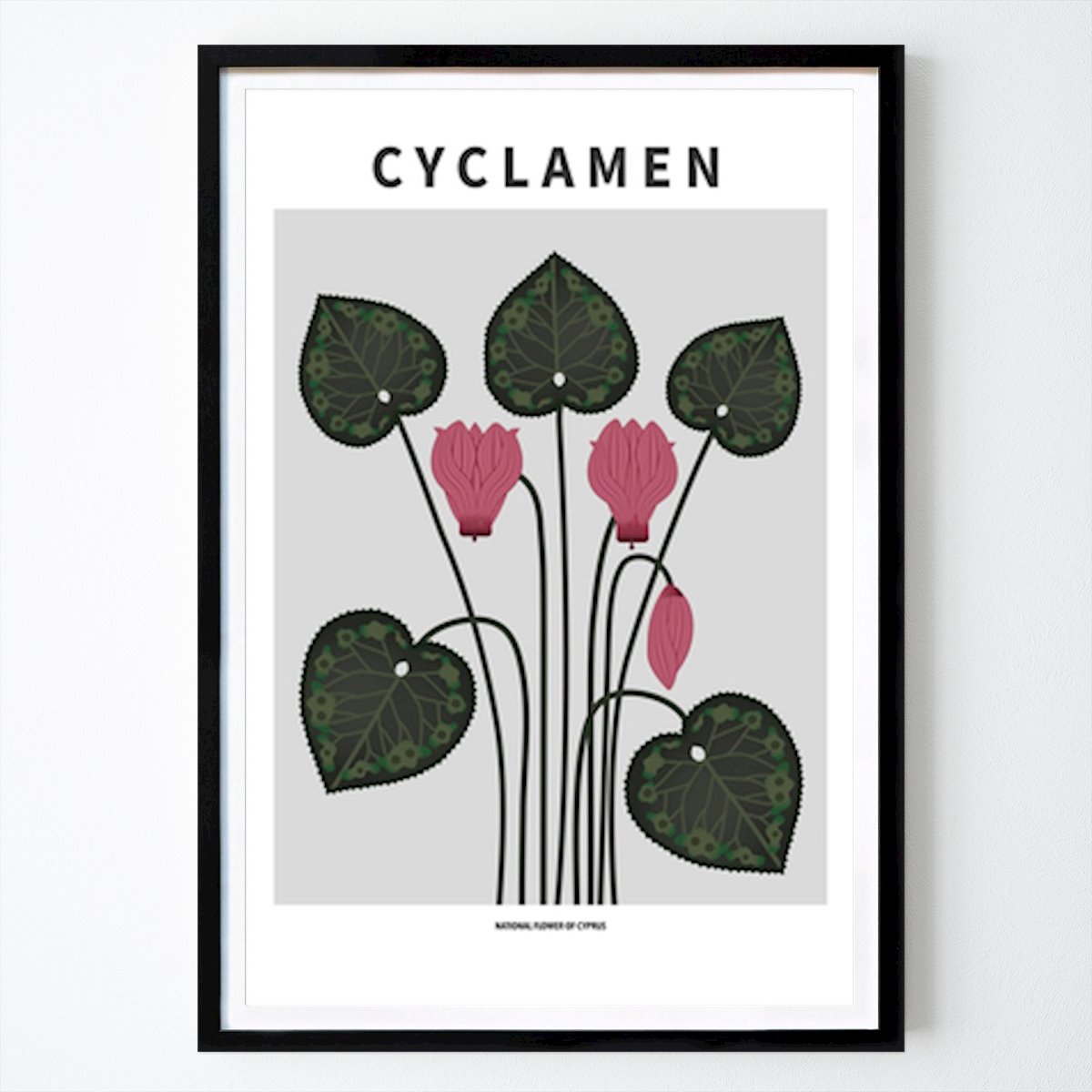 Botanical Poster: Elegance Of Cyclamen: The National Flower Of Cyprus by Paperago