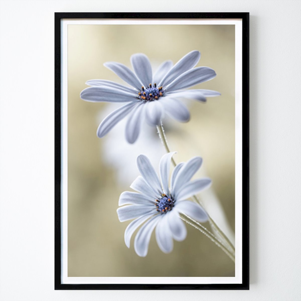 Fiori & Piante Poster: Sussurri di Serenità: Margherite Bianche Eteree di Mandy Disher