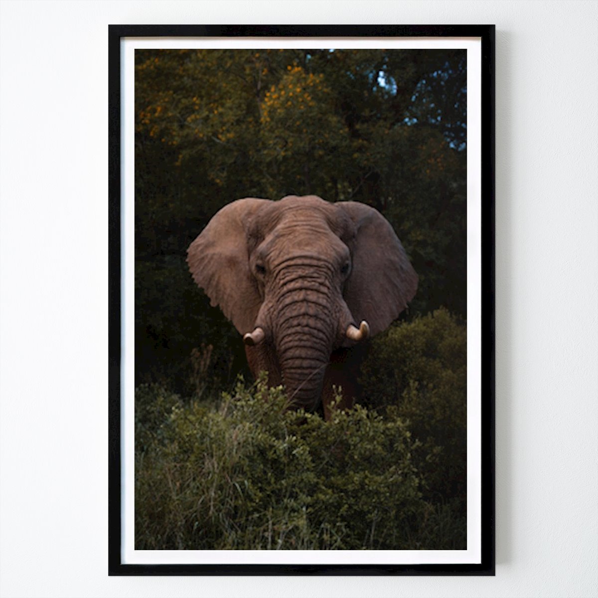 Kitchen Poster: A Majestic Encounter With The African Elephant by Billy Blomqvist