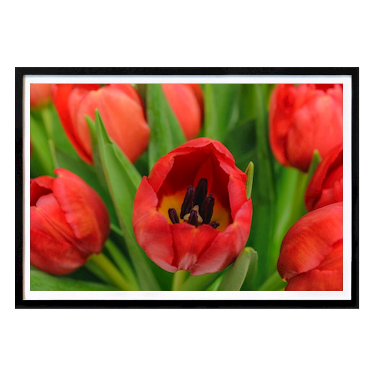 Fiori & Piante Poster: Fiore Tulipano Vivente: la Palette Primaverile della Natura di AS Photography