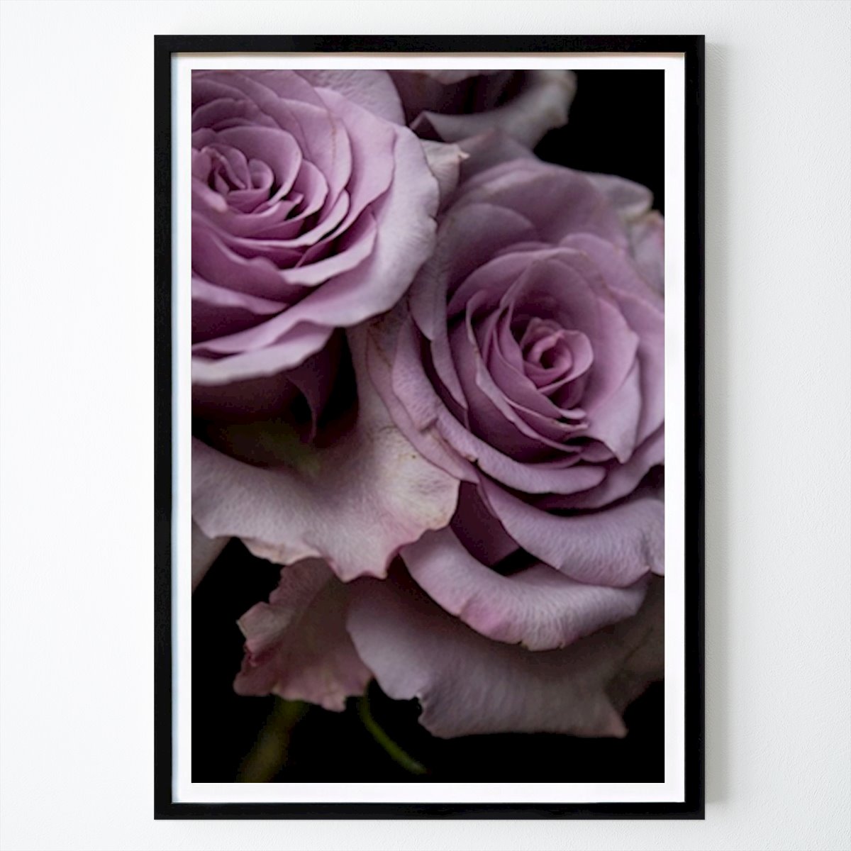 Botaniske Plakat: Lilla roser IV av Armi Lappalainen