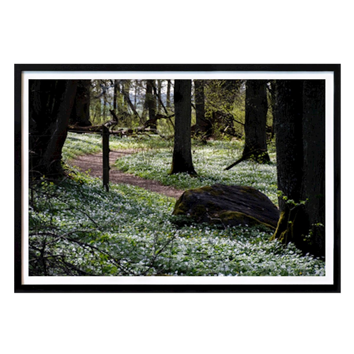 Das Flüstern des Frühlings: Ein friedlicher Waldweg Poster von Emelie Lundgren – Blumen & Pflanzen Wandbild – Printler