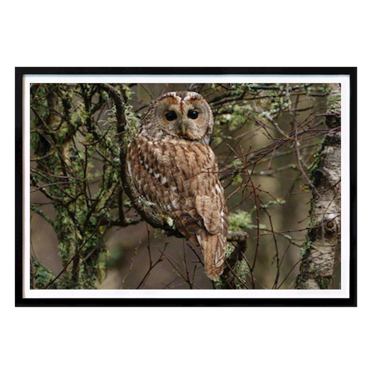 Zvíře Plakát: Tajemná sýčka od Anders Jungle