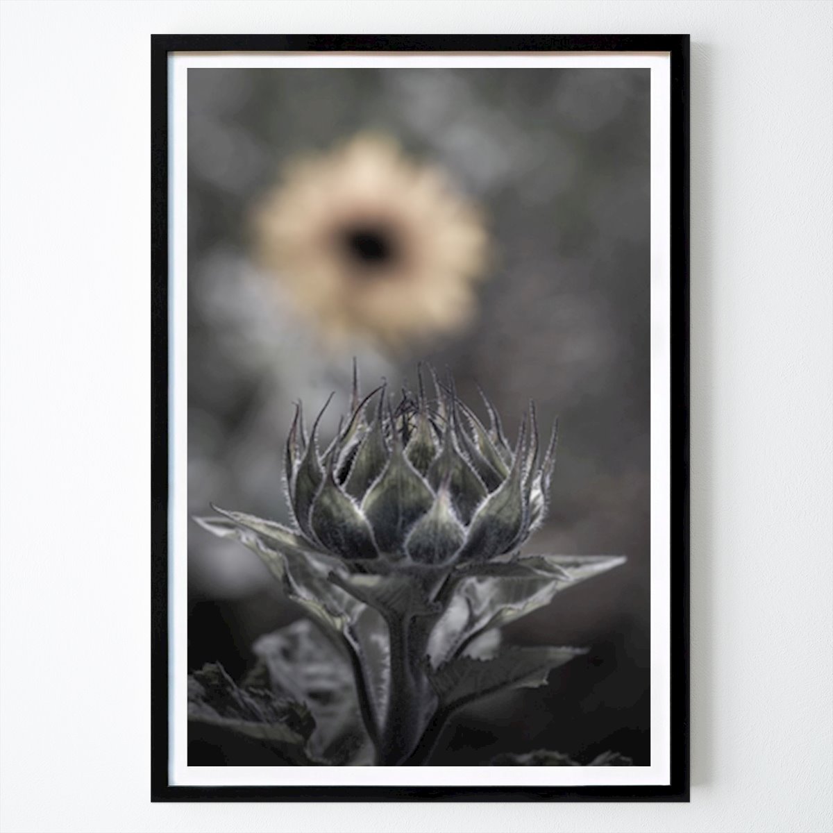 Botanisk Poster: Naturens skönhet: En solrosknopp av Eva Nilsson