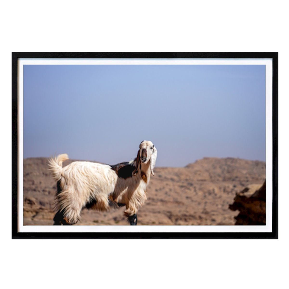 Byer & Steder Plakat: En majestetisk hvit geit i Jordans ørkenlandskap av Leon Hellegers