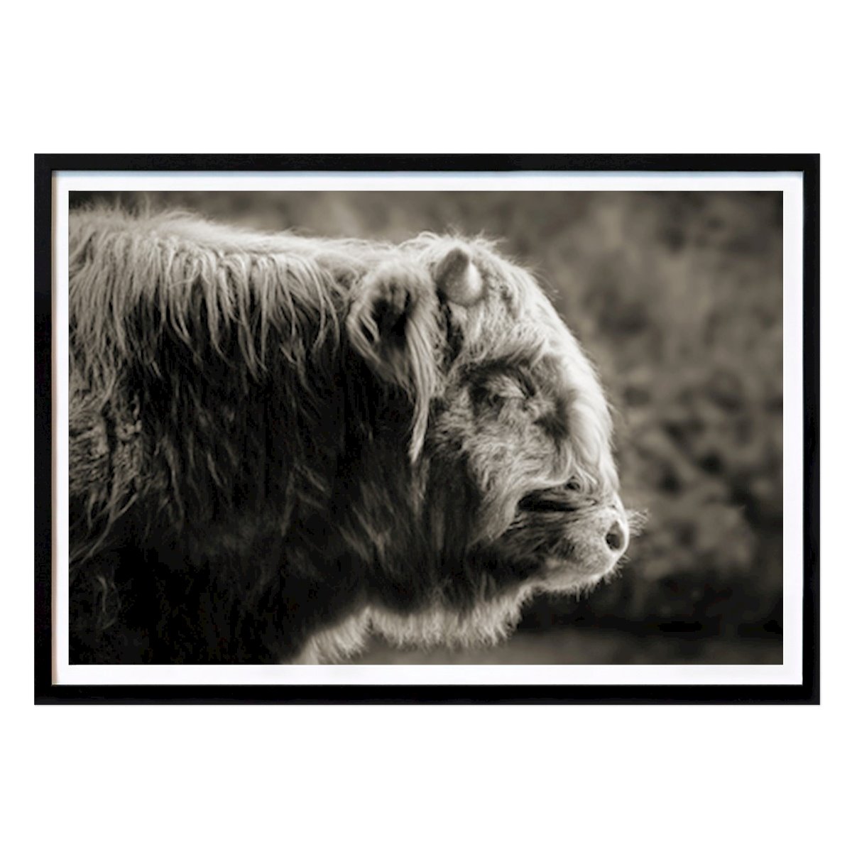 Places & Cities Poster: Sleeping Highland Cattle In Monochrome by Sabine Schiebofski